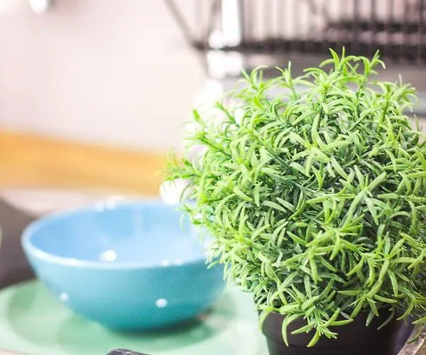 Premium Blanka Poronin